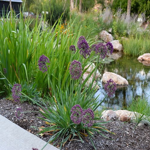 Purple flowers by a serene pond